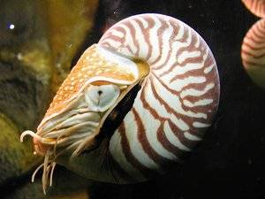 The living fossil, <em>Nautilus pompilius</em> (Chambered Nautilus), is the only externally shelled cephalopod mollusk.
