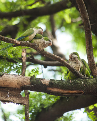 Monk parakeets have found a home on campus.