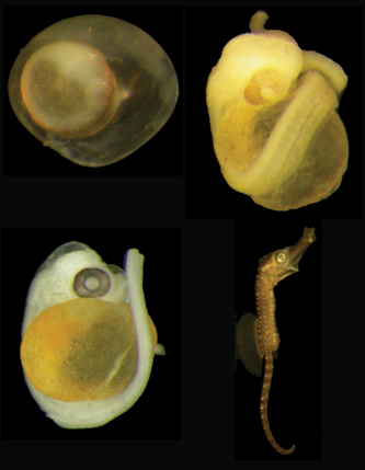 The embryonic stages of a seahorse.