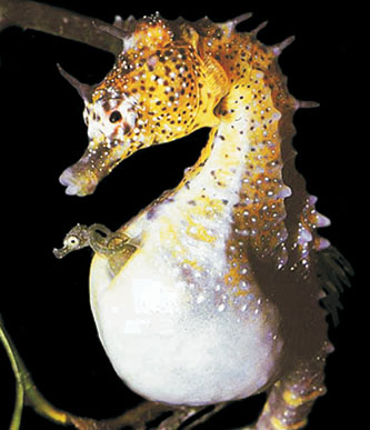 Male pot-bellied seahorse (<em>Hippocampus abdominalis) </em>with offspring<em>.</em> (Photo: Rudie Kuiter, Aquatic Photographics.) 