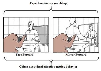 Two diagrams, Experimenter can see chimp. Left: face forward; Right: mirror forward. Chimp uses visual attention-getting behavior.