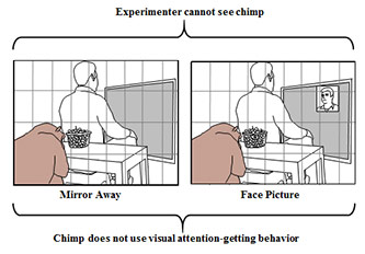 Two diagrams, Experimenter cannot see chimp. Left: mirror away; Right: face Picture. Chimp does not use visual attention-getting behavior.